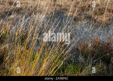 Moorland Gräser mit feiner Textur im Herbst Sonnenschein. Derbyshire, England. Stockfoto