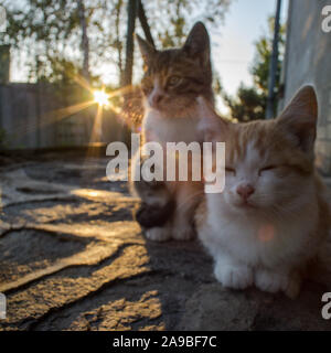 Zwei Kätzchen genießen in den Strahlen der untergehenden Sonne. Stockfoto