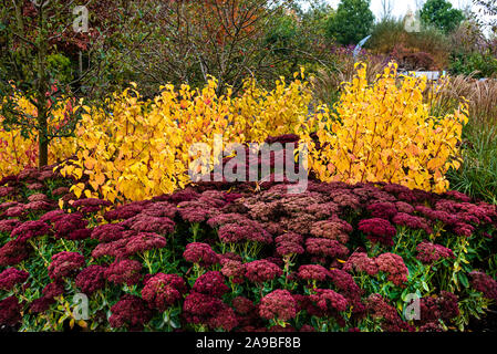 Cornus Sanguinea Annys Winter Orange, Hylotelephium Herbstfreude Gruppe. Spektakuläre Anzeige der Herbst oder Herbst Farbe. Stockfoto