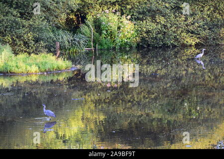 Graureiher (Ardea cinerea) Angeln an Carr Mill Dam St. Helens Merseyside Stockfoto