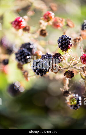 Wilden Brombeeren Beeren. England Großbritannien Stockfoto