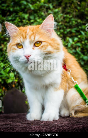 Ingwer weiß Tomcat lernen, an der Leine zu laufen Stockfoto