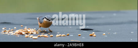 Sitta europaea Vogel auf der Suche nach Samen als Erdnüsse für den Winter Stockfoto