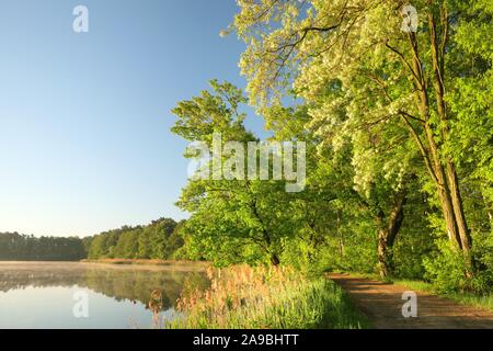 Eichen am Rande eines Sees an einem Frühlingsmorgen. Ländliche Landschaft gegen den blauen Himmel in der Morgendämmerung. Stockfoto