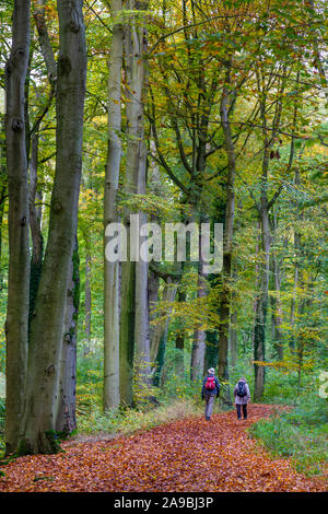 Paar Wanderer zu Fuß durch die schönen Farben des Herbstes in einer niederländischen Wald Stockfoto