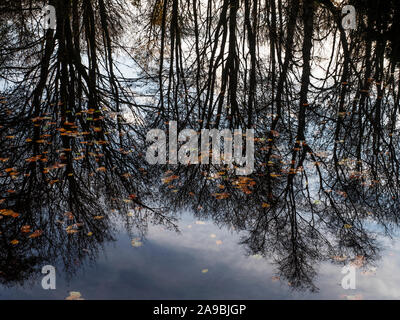 Herbst Reflexionen und schwimmende Blätter im Fischteich Holz in der Nähe von bewerley Pateley Bridge Nidderdale North Yorkshire England Stockfoto