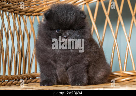 Cute Puppy von Miniatur Pomeranian Spitz Zwergspitz oder Zwerg Spitz auf einem Stuhl. Kleiner Hund ist 2 Monate alt. Stockfoto