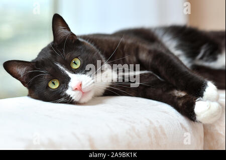 Porträt einer wunderschönen schwarz-weisse Katze ruht auf einem Sofa in einem hellen Zimmer Stockfoto