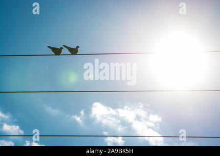 Zwei Tauben sitzen auf elektrische Kabel im Sonnenuntergang Stockfoto