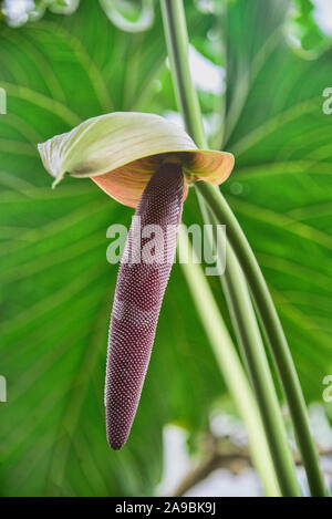 Flamingo Lily (Anthurium andraeanum) im Botanischen Garten von Quito, Quito, Ecuador Stockfoto