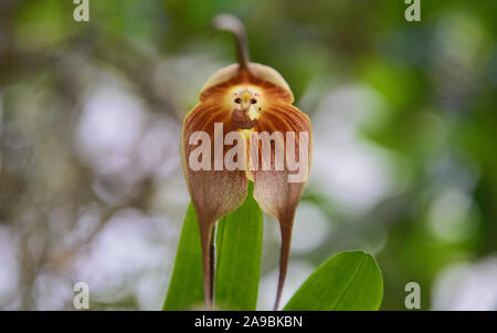 Dracula Orchideen, San Tadeo, Mindo, Ecuador Stockfoto