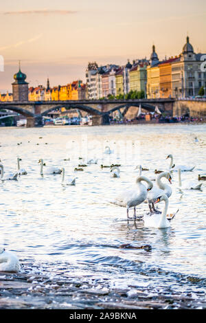Schwäne am Ufer des Flusses Moldau mit der Prager Ufer im Hintergrund Stockfoto