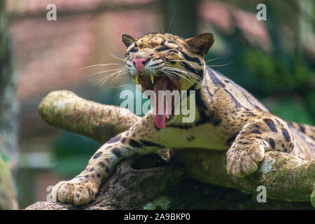 Die Snow Leopard Gähnen, Zoo von Malakka, Malaysia Stockfoto