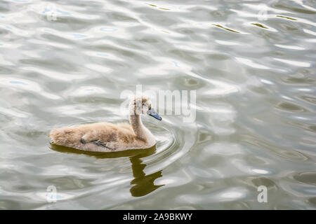 Single grau baby Schwan auf Schwimmen auf dem Fluss Stockfoto