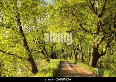 Unbefestigte Straße durch Laubwald an einem sonnigen Frühlingsmorgen, Stockfoto