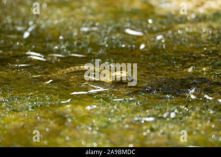 Würfelnatter Natrix tessellata ANGELN IN TROCKNUNG FLUSSLAUF AUF KRETA. Heißes Wetter ist Tötung EINIGE DER VERBLEIBENDEN FISCH. Stockfoto