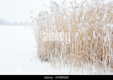 Frosty Schilf in verschneiter Landschaft Stockfoto