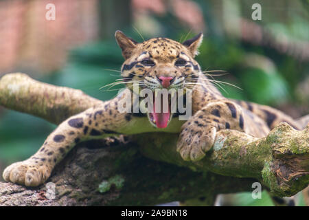 Die Snow Leopard Gähnen, Zoo von Malakka, Malaysia Stockfoto