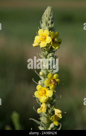 Molène densiflorum, Grossbluetige Koenigskerze, Königskerze Stockfoto