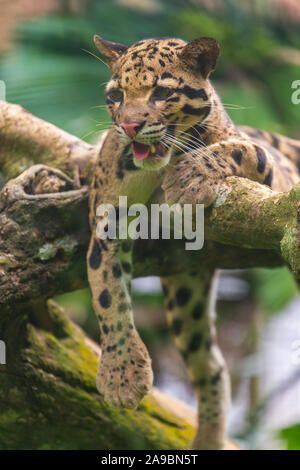 Die Snow Leopard Gähnen, Zoo von Malakka, Malaysia Stockfoto