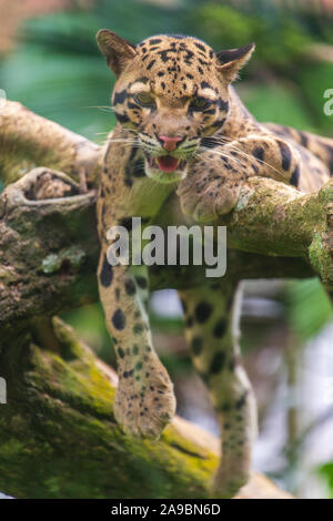 Die Snow Leopard Gähnen, Zoo von Malakka, Malaysia Stockfoto