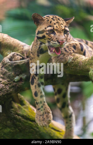 Die Snow Leopard Gähnen, Zoo von Malakka, Malaysia Stockfoto