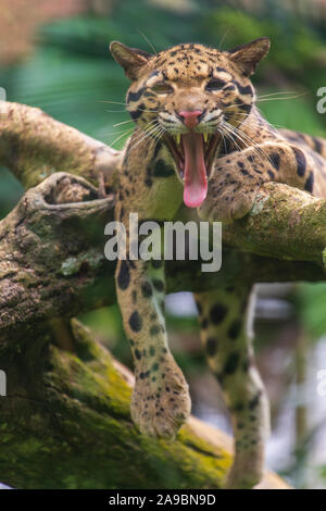 Die Snow Leopard Gähnen, Zoo von Malakka, Malaysia Stockfoto