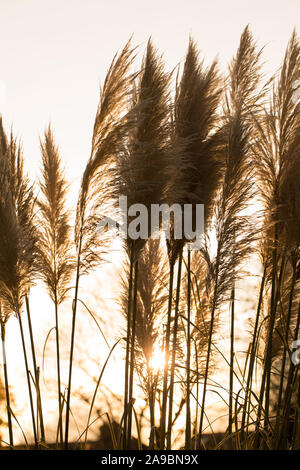 Zwerg Pampas Gras, Cortaderia selloana Junior, im Herbst Sonnenschein Stockfoto