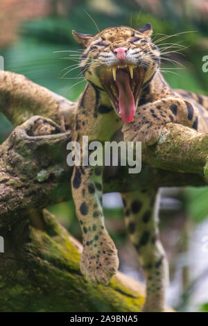 Die Snow Leopard Gähnen, Zoo von Malakka, Malaysia Stockfoto