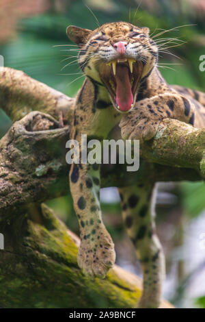 Die Snow Leopard Gähnen, Zoo von Malakka, Malaysia Stockfoto