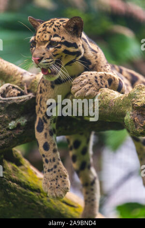 Die Snow Leopard Gähnen, Zoo von Malakka, Malaysia Stockfoto