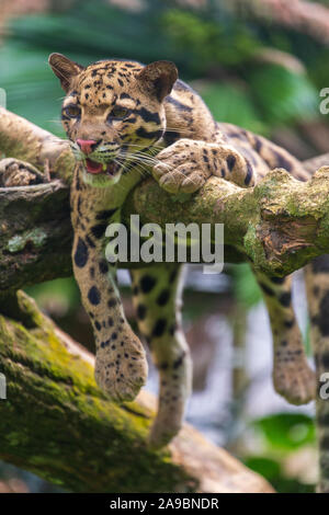 Die Snow Leopard Gähnen, Zoo von Malakka, Malaysia Stockfoto