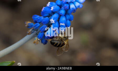 Biene auf der Muscari Blume Stockfoto