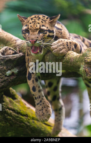 Die Snow Leopard Gähnen, Zoo von Malakka, Malaysia Stockfoto