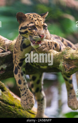 Die Snow Leopard Gähnen, Zoo von Malakka, Malaysia Stockfoto