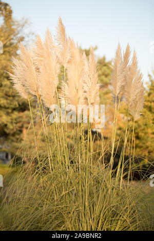 Zwerg Pampas Gras, Cortaderia selloana Junior, im Herbst Sonnenschein Stockfoto