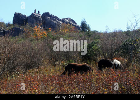 Wilden Ponys am Grayson Hochland State Park in Virginia, USA. Stockfoto