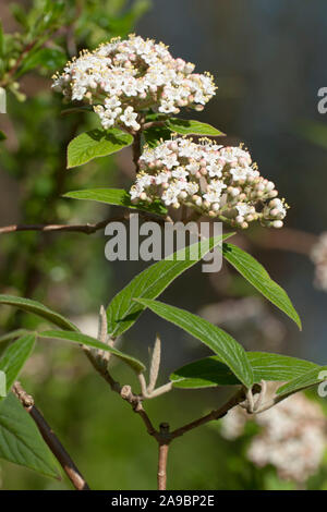 Viburnum buddleifolium, Schneeball, Gefüllte Schneeball Stockfoto