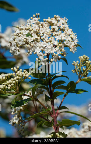 Viburnum Tinus, Lorbeer - Schneeball, Laurustinus Stockfoto