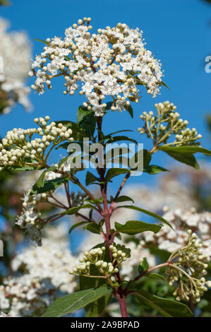 Viburnum Tinus, Lorbeer - Schneeball, Laurustinus Stockfoto