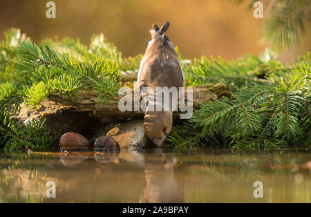 Hawfinch Vogel das Trinken aus dem See im Garten Stockfoto