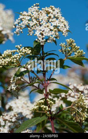 Viburnum Tinus, Lorbeer - Schneeball, Laurustinus Stockfoto