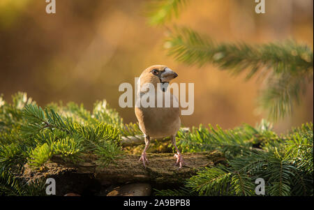 Nahaufnahme eines schönen hawfinch Vogel im Garten Stockfoto