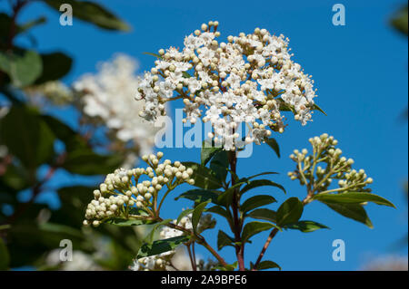 Viburnum Tinus, Lorbeer - Schneeball, Laurustinus Stockfoto