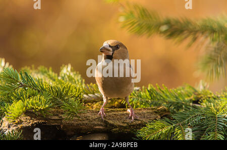 Nahaufnahme eines schönen hawfinch Vogel im Garten Stockfoto