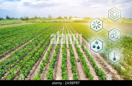 Die wissenschaftliche Arbeit und die Entwicklung der Landwirtschaft. Hohe Technologien und Innovationen in der Agroindustrie. Landwirtschaftliche startup. Automatisierung und Qualität des Ernteguts Stockfoto