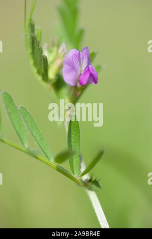 Vicia angustifolia, Schmalblaettrige Wicke, Garten vetch Stockfoto