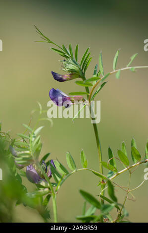 Vicia angustifolia, Schmalblaettrige Wicke, Garten vetch Stockfoto