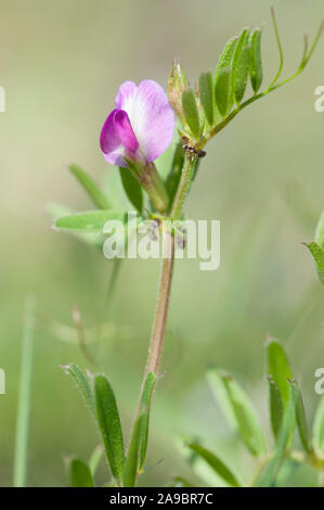 Vicia angustifolia, Schmalblaettrige Wicke, Garten vetch Stockfoto