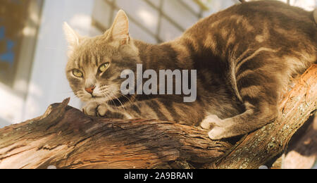 Schöne graue Katze auf eine Traube Zweig auf einem hellen, sonnigen Tag. Pet. Tier. Stockfoto
